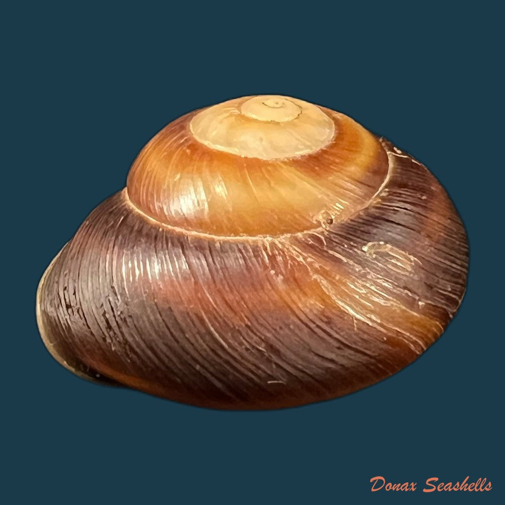 ampelita-robillardi-h-adams-angas-1876-31-2mm-copia