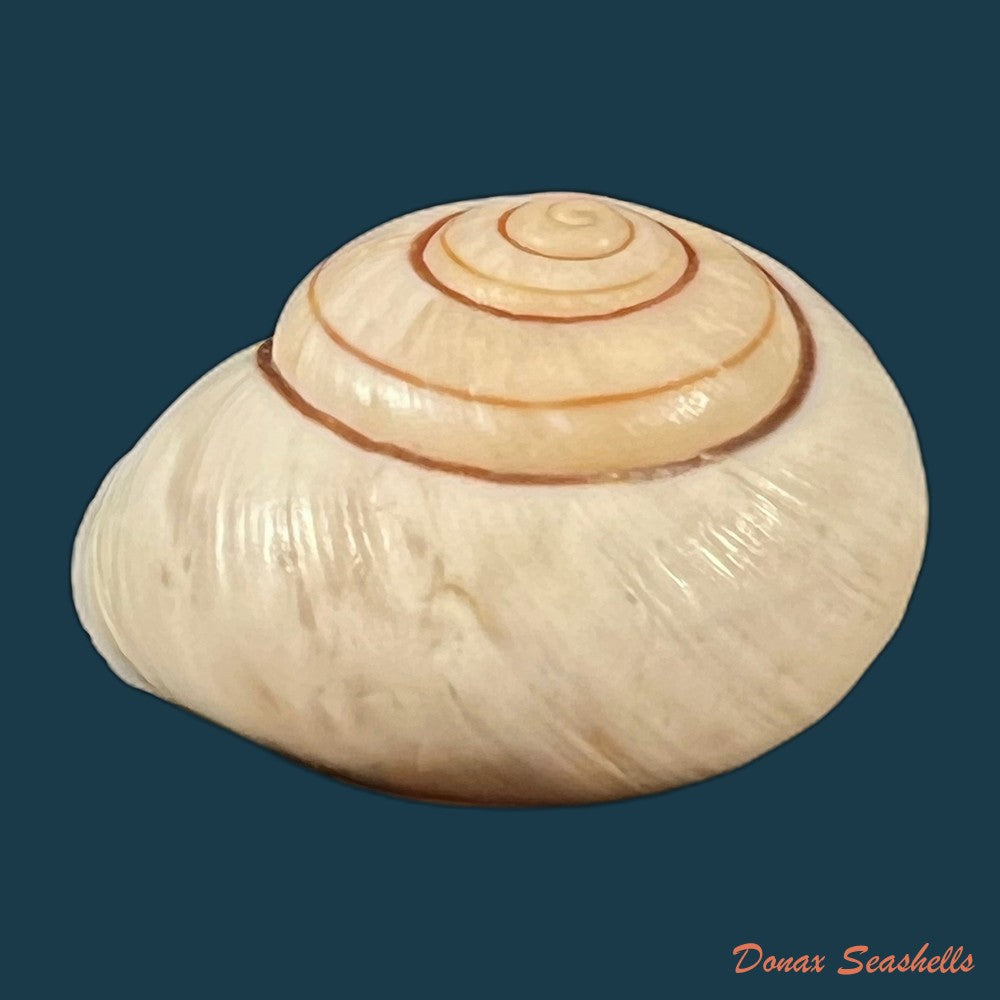 ampelita-robillardi-h-adams-angas-1876-31-3mm-copia