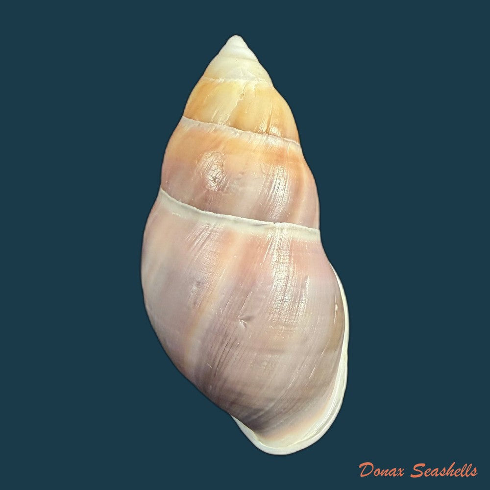 amphidromus-cambojiensis-reeve-1860-69-4mm-copia