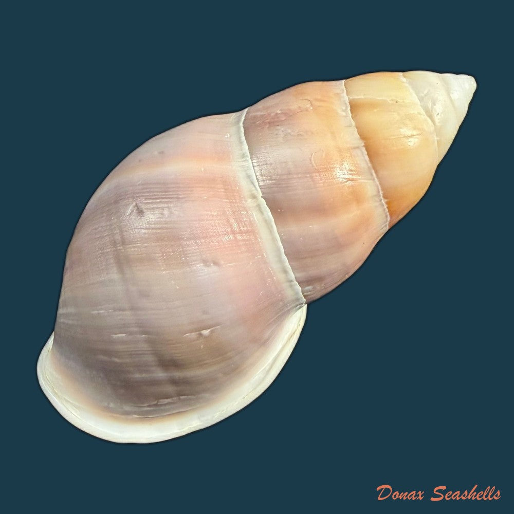 amphidromus-cambojiensis-reeve-1860-69-4mm-copia