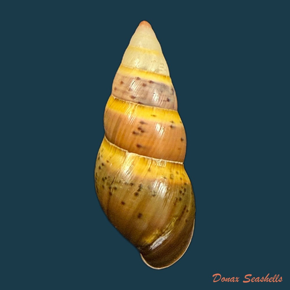amphidromus-costifer-e-a-smith-1893-55-5mm-copia