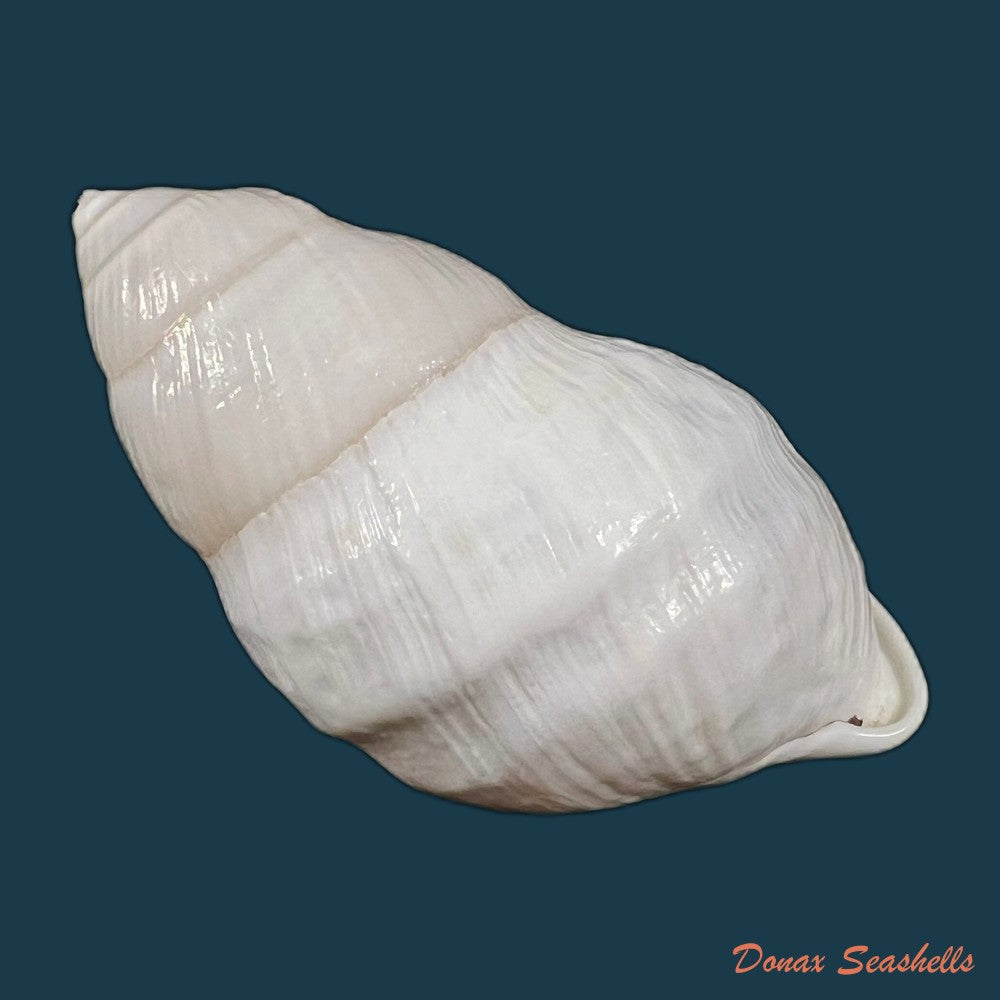 amphidromus-furcillatus-mousson-1849-30-6mm-copia