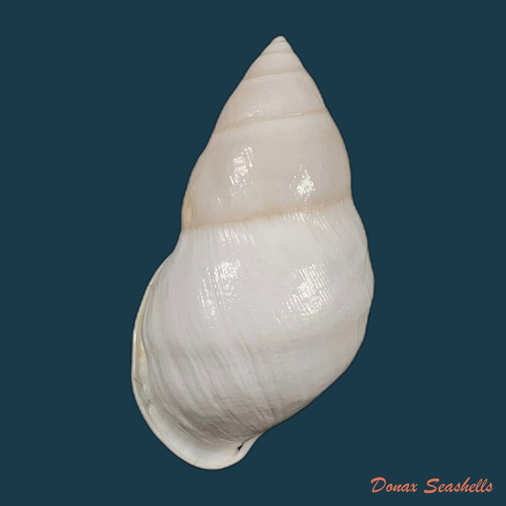 amphidromus-ingens-mollendorff-1900-63-3mm-copia
