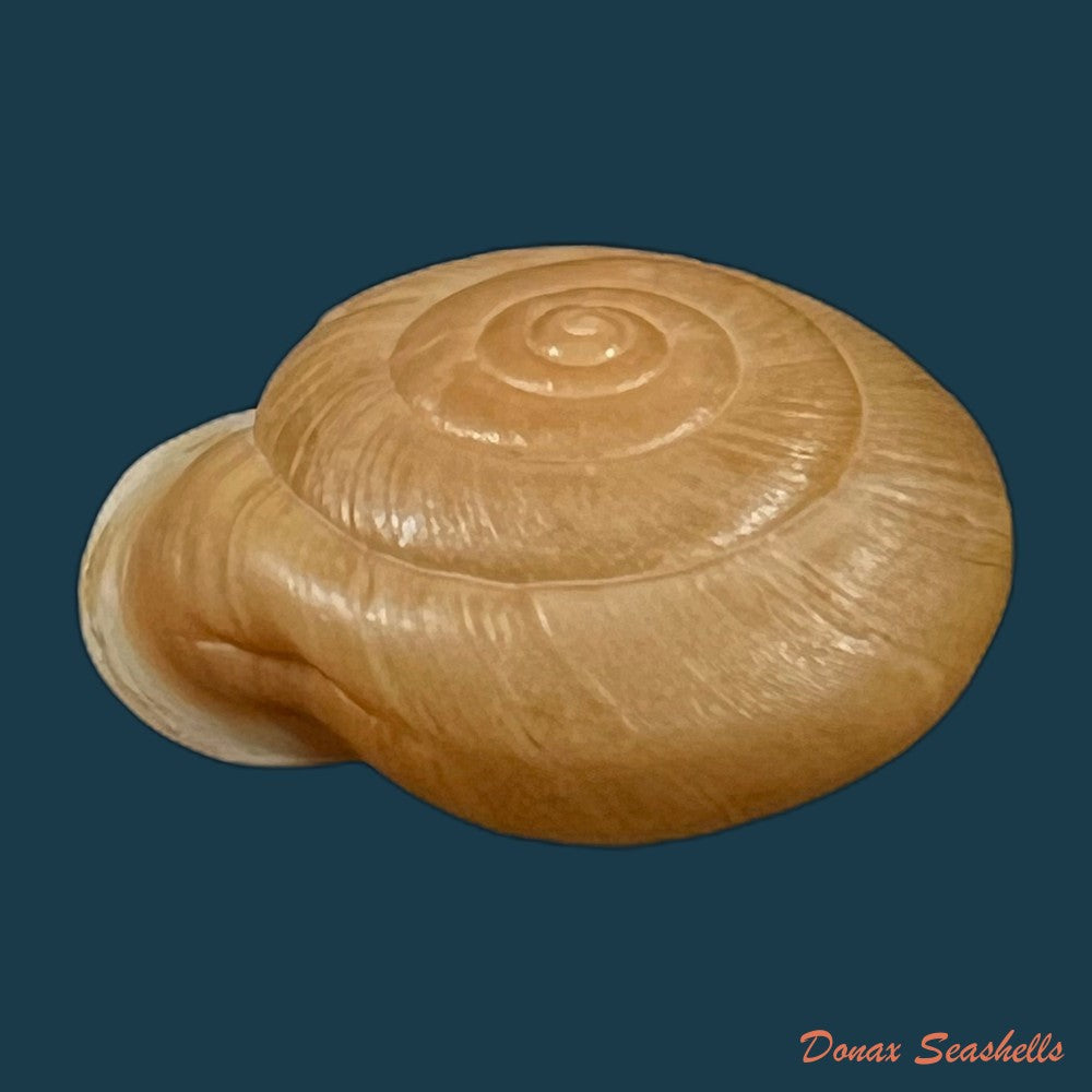 amphidromus-ingens-mollendorff-1900-66-9mm-copia