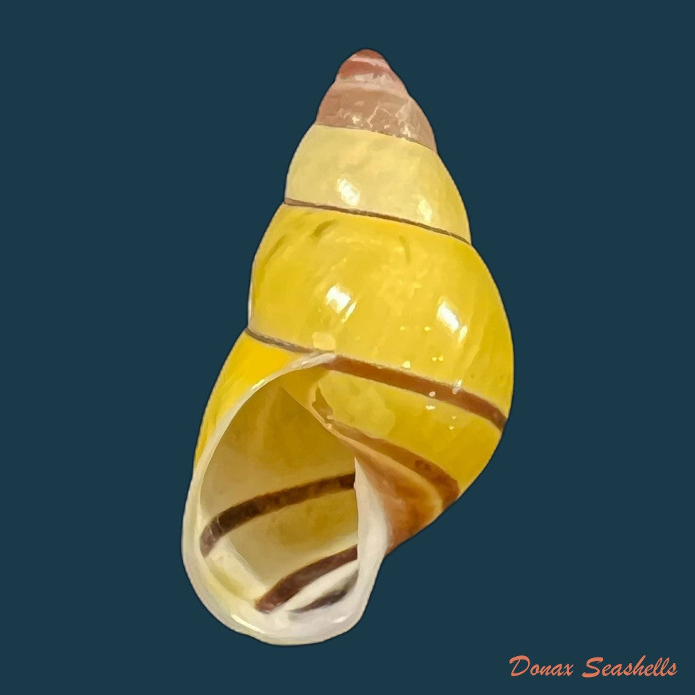 amphidromus-poecilochorous-candidus-m-djajasasmita-1963-34-3mm-copia