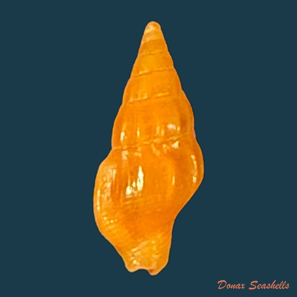 anachis-carloslirae-p-m-s-costa-1996-12-6mm-copia