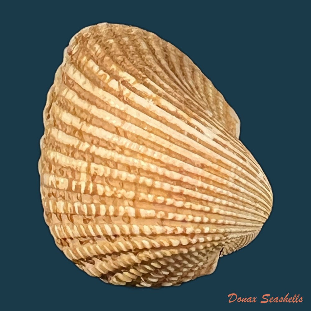 anadara-brasiliana-lamarck-1819-30-9mm-copia