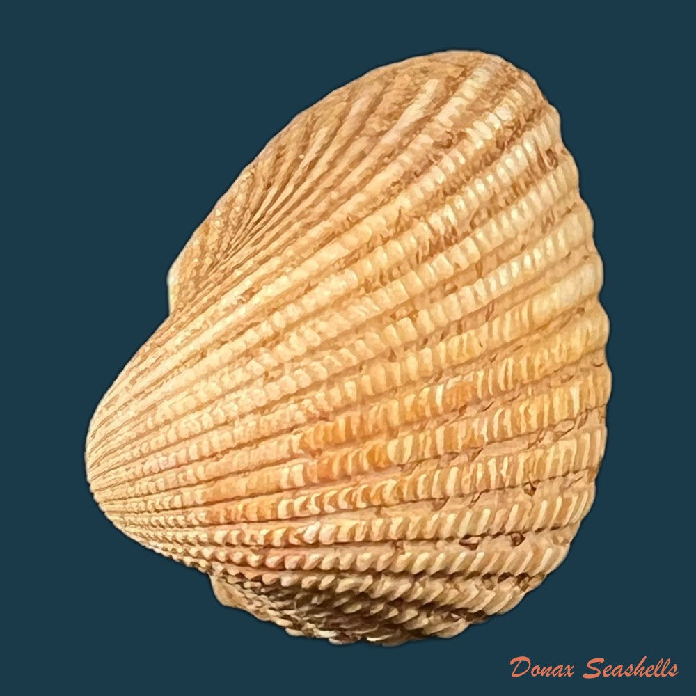 anadara-brasiliana-lamarck-1819-30-9mm-copia