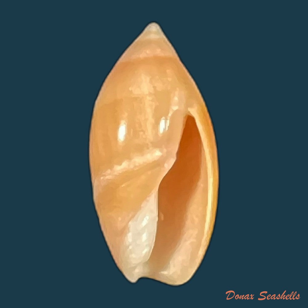 ancilla-matthewsi-j-q-burch-r-l-burch-1967-28-2mm-copia