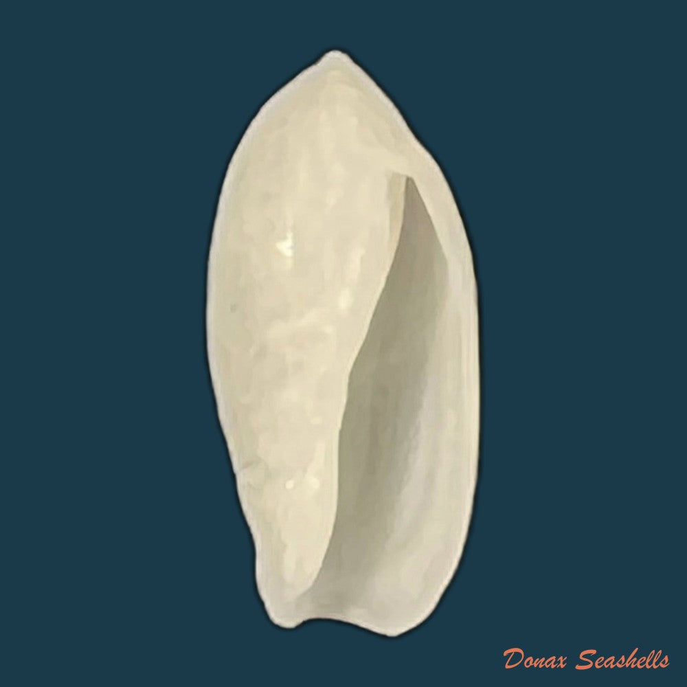 ancilla-ventricosa-lamarck-1811-21-3mm-copia-1