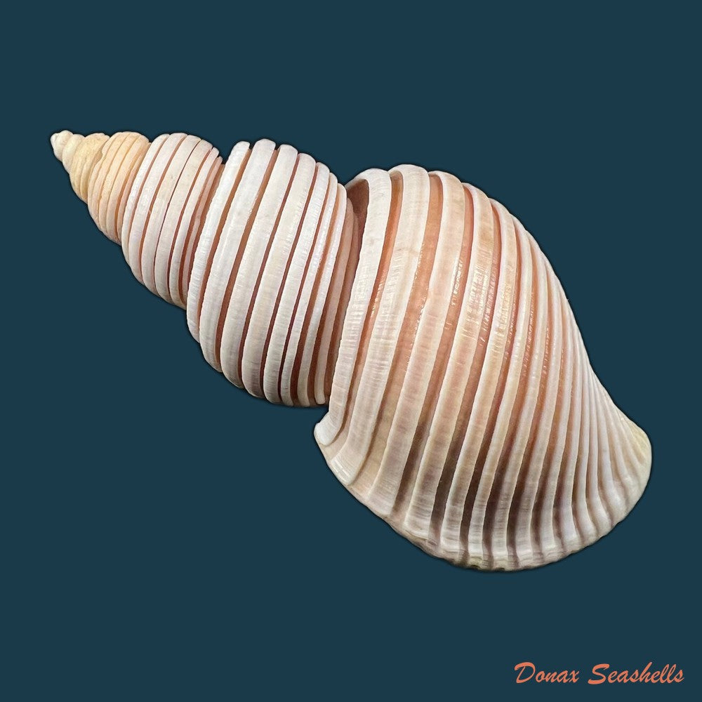 ancistrolepis-vietnamensis-sirenko-goryachev-1990-78-8mm-copia