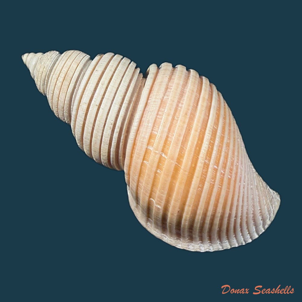 ancistrolepis-vietnamensis-sirenko-goryachev-1990-91-7mm-copia