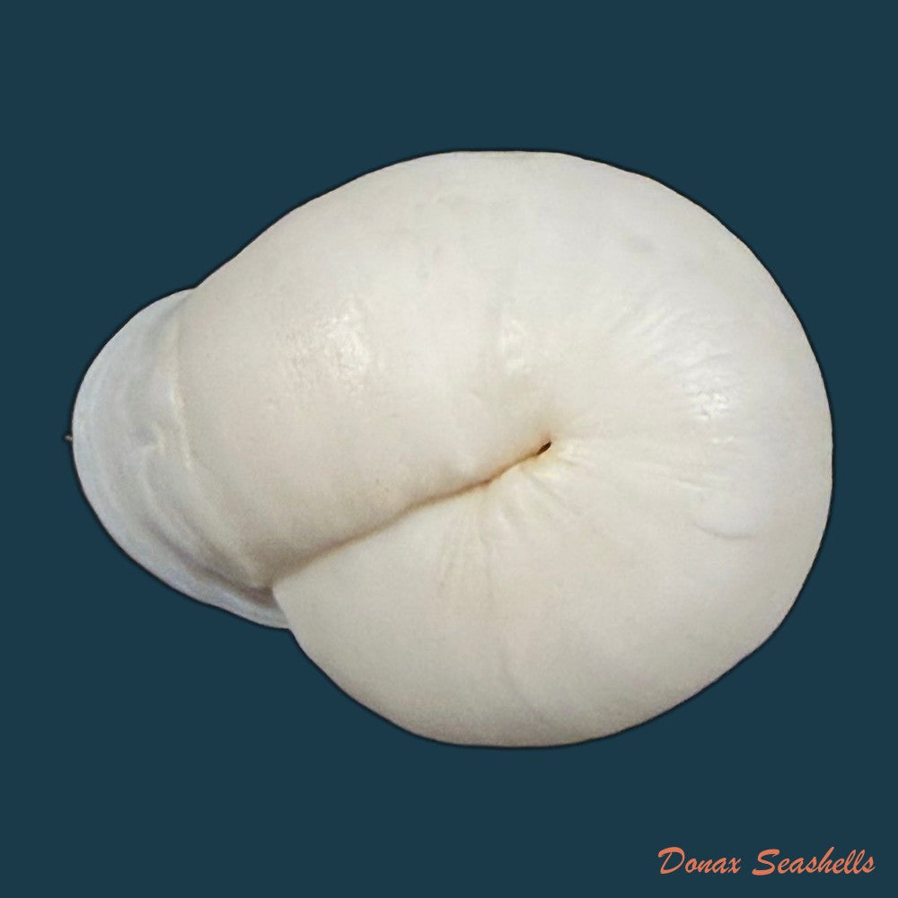 anostoma-depressum-lamarck-1822-33-5mm-copia
