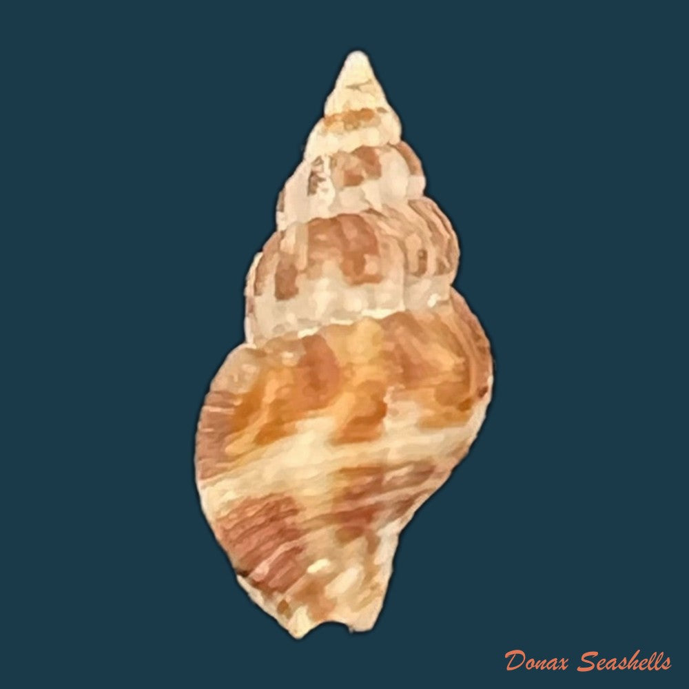 antillophos-candeanus-a-dorbigny-1853-21-7mm-copia-1