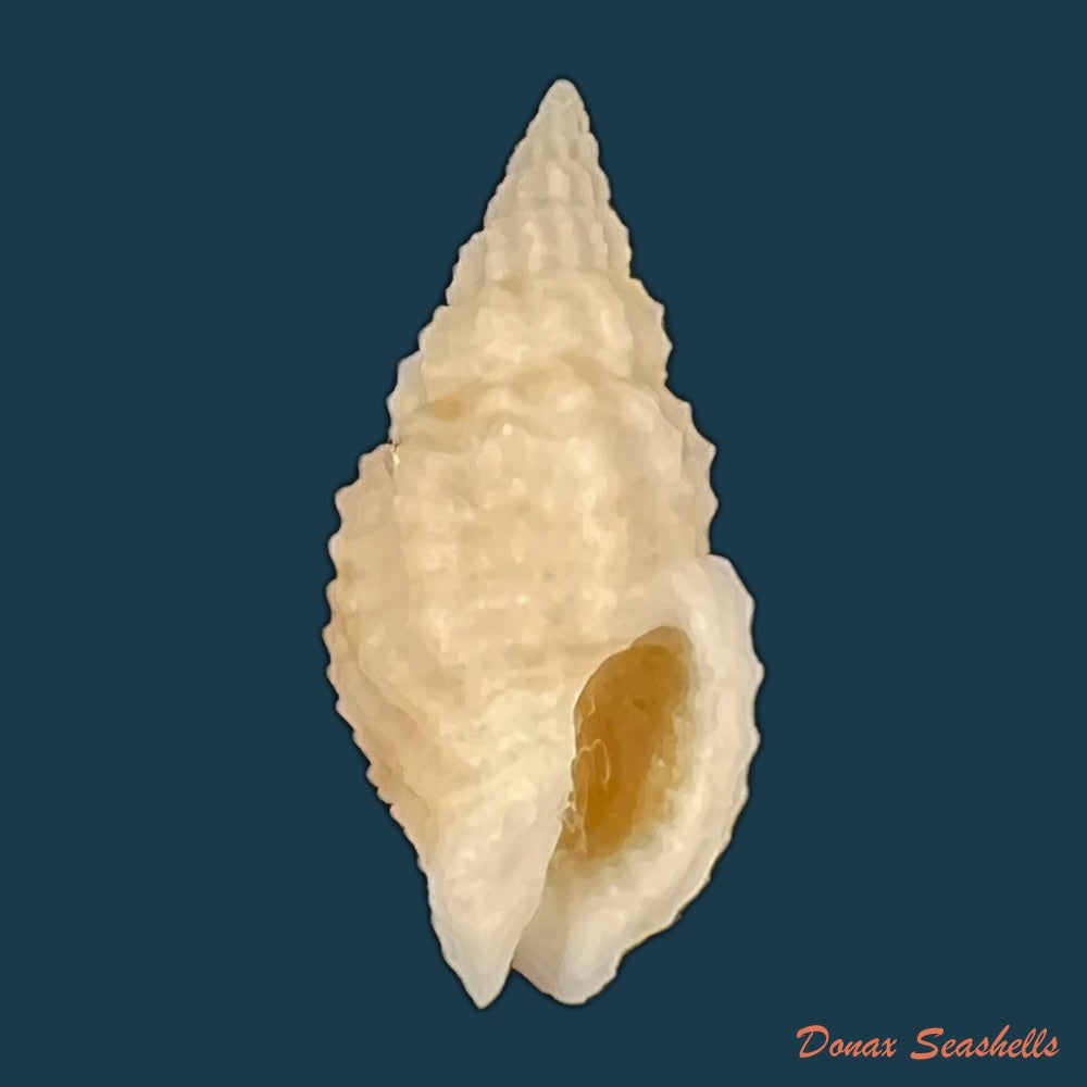antillophos-candeanus-a-dorbigny-1853-21-7mm-copia