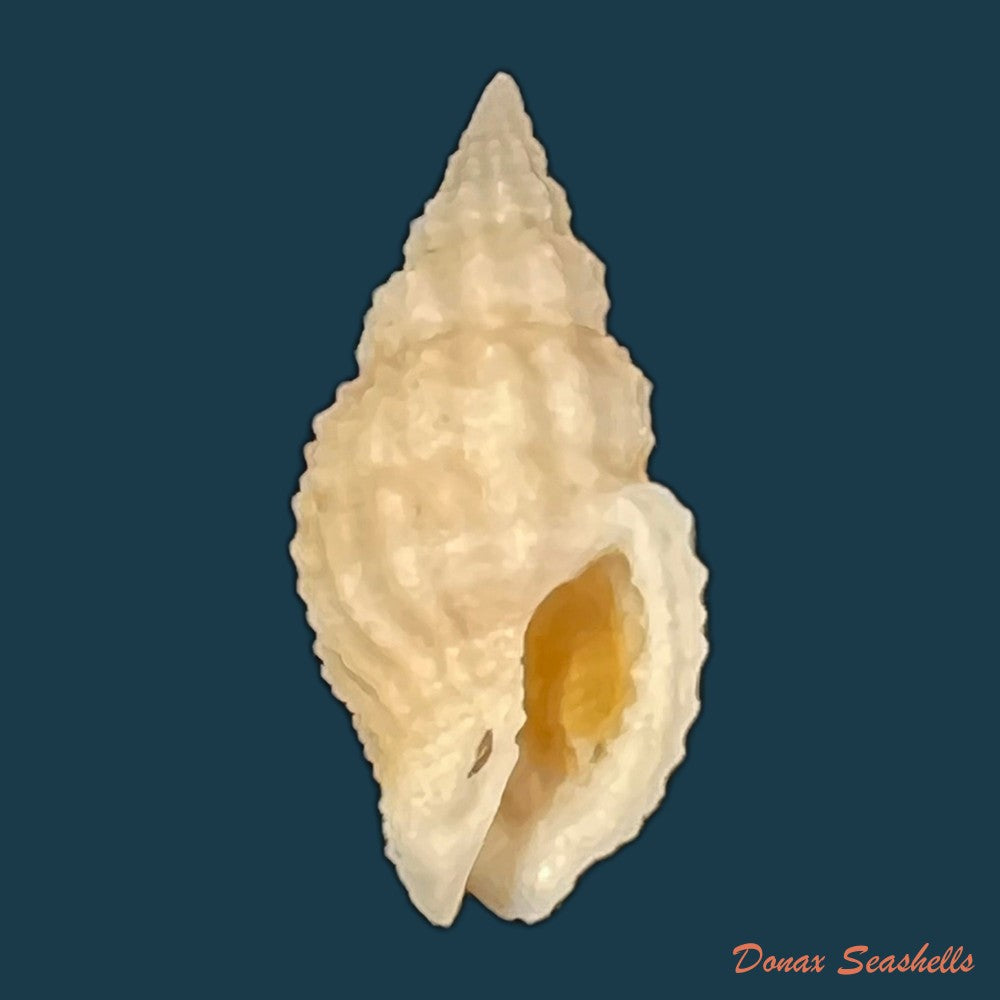 antillophos-candeanus-a-dorbigny-1853-23-5mm-copia