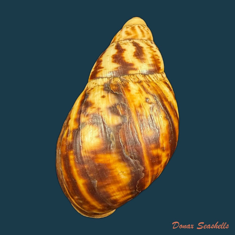 archachatina-marginata-suturalis-philippi-1849-106-6mm-copia