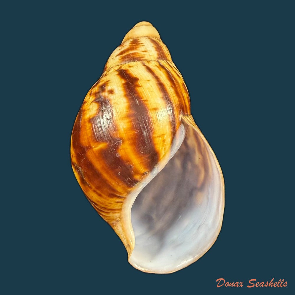 archachatina-marginata-suturalis-philippi-1849-106-6mm-copia