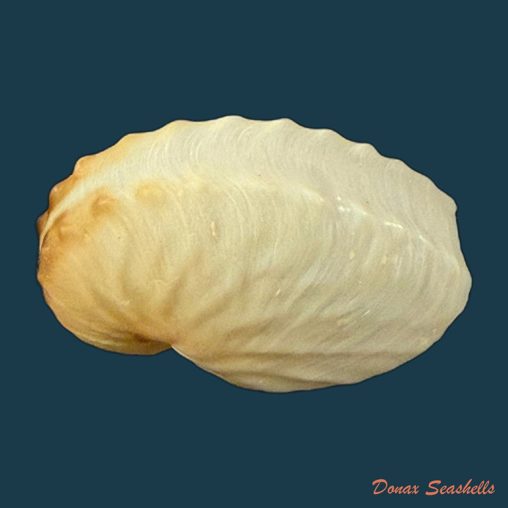 argonauta-nodosus-lightfoot-1786-107-3mm-copia
