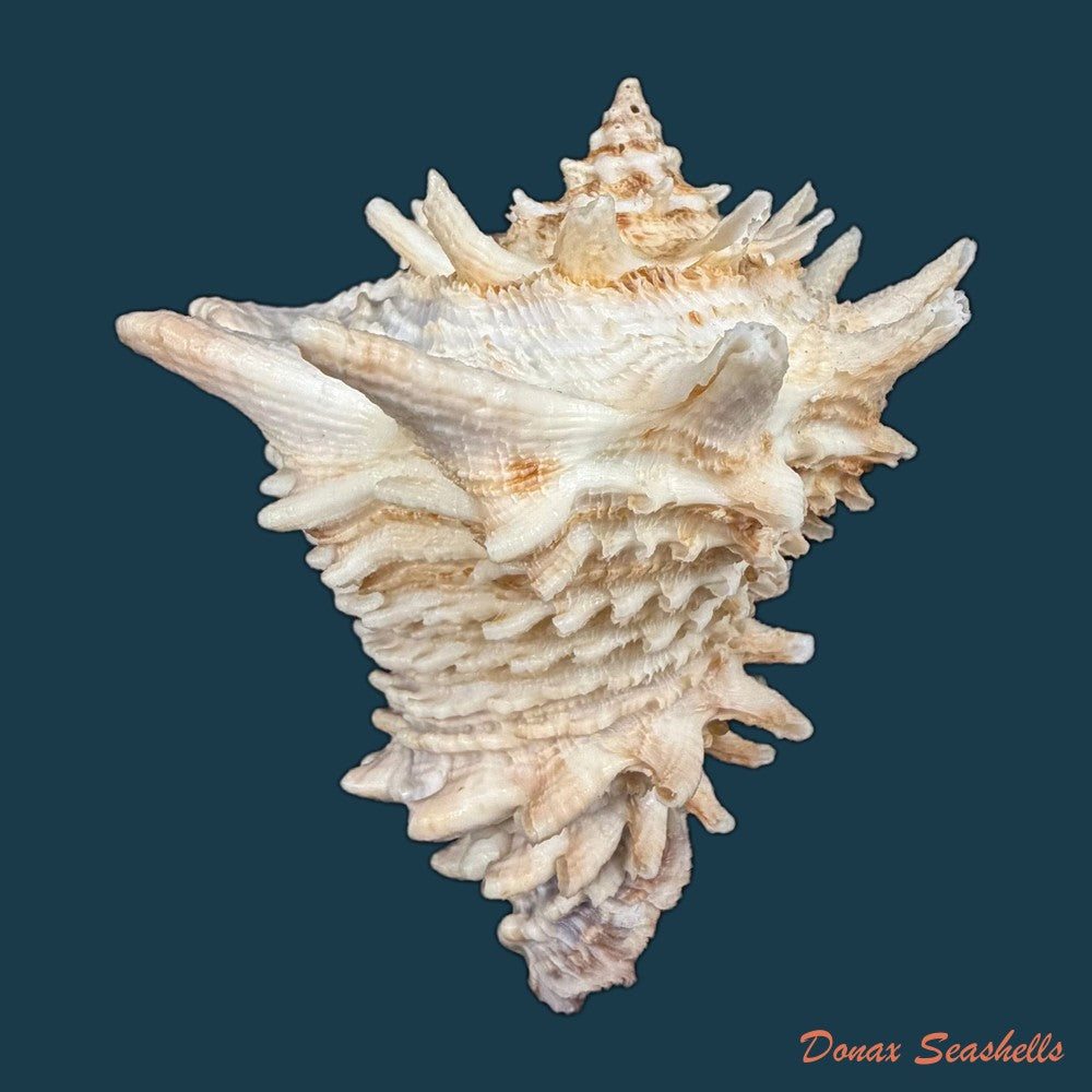 aristovasum-cassiforme-kiener-1840-65-3mm-copia-1