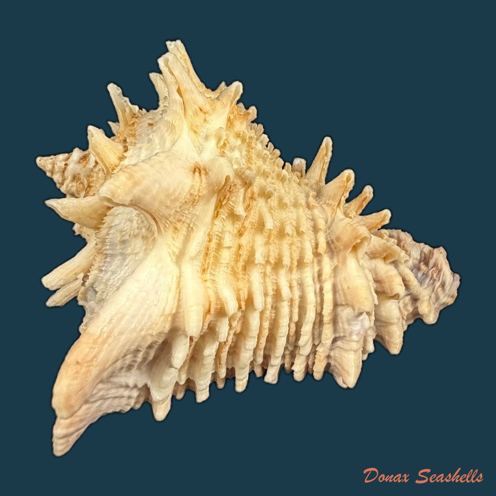 aristovasum-cassiforme-kiener-1840-65-3mm-copia-1