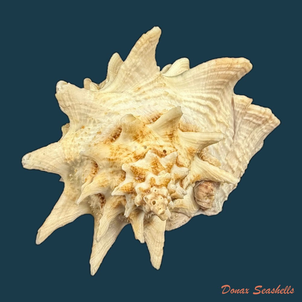 aristovasum-cassiforme-kiener-1840-65-3mm-copia-1