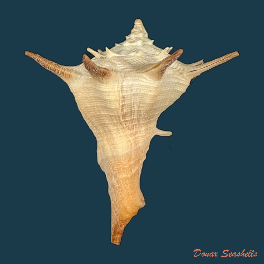 aristovasum-cassiforme-kiener-1840-65-3mm-copia