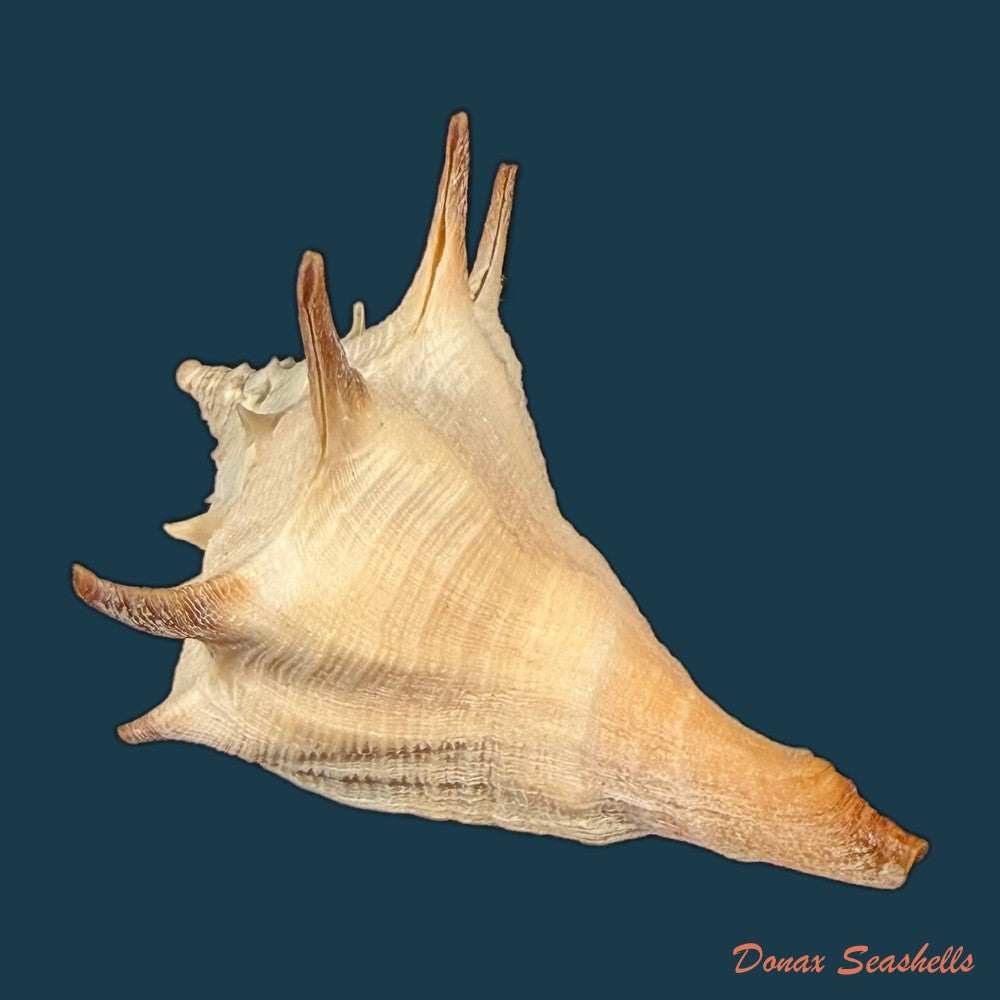 aristovasum-cassiforme-kiener-1840-65-3mm-copia