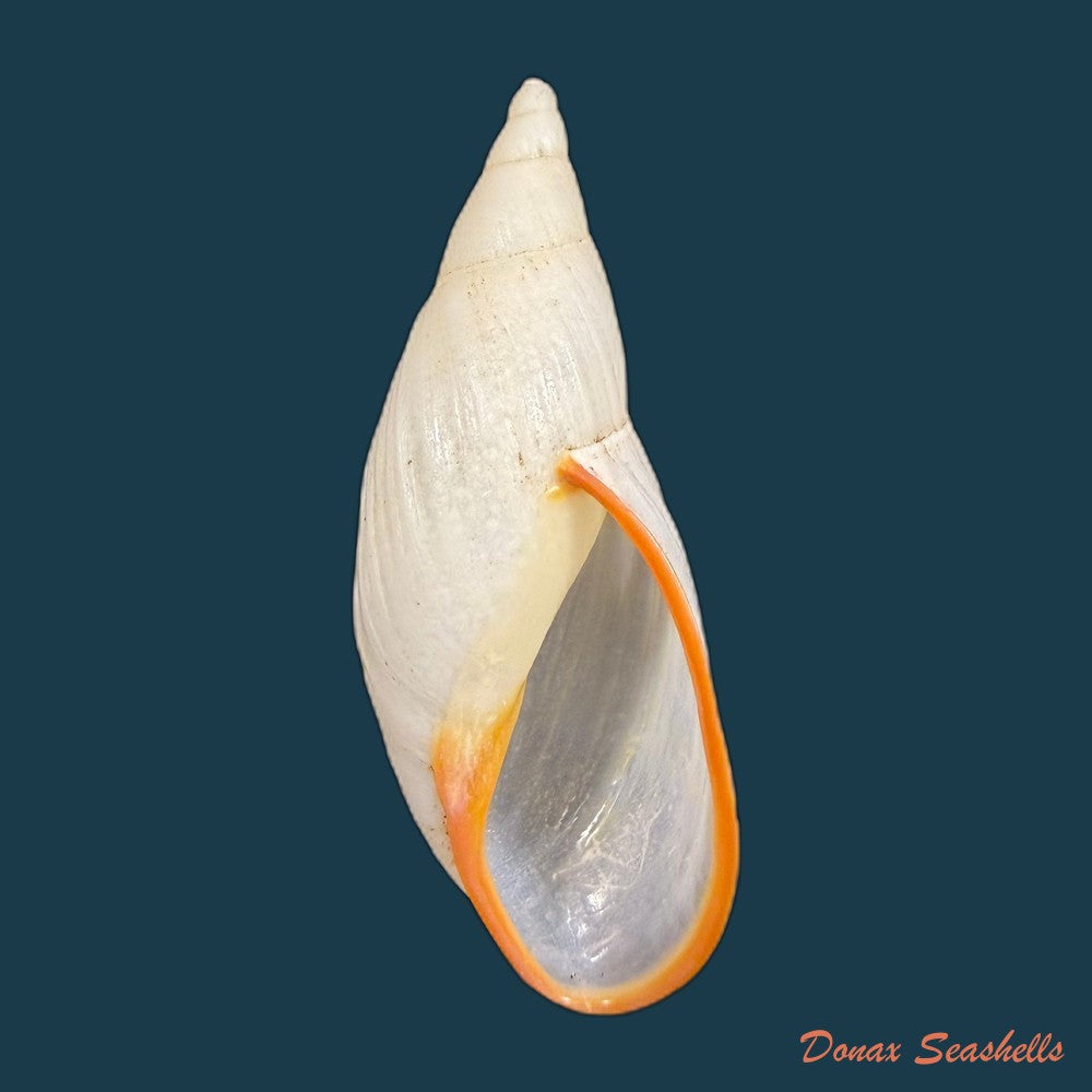 aspastus-miltocheilus-manugiensis-b-rensch-1934-54-1mm-copia