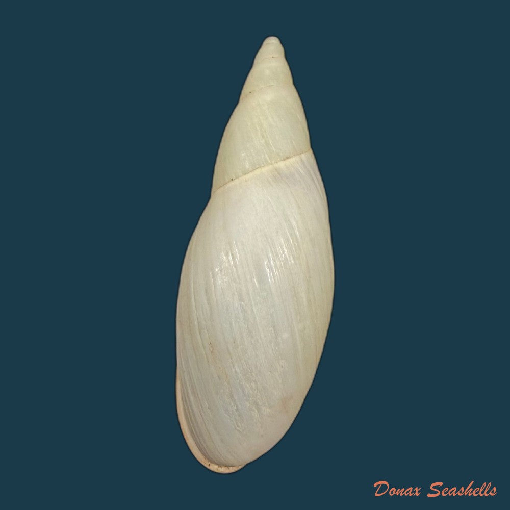 aspastus-miltocheilus-paravicinii-b-rensch-1934-50-4mm-copia