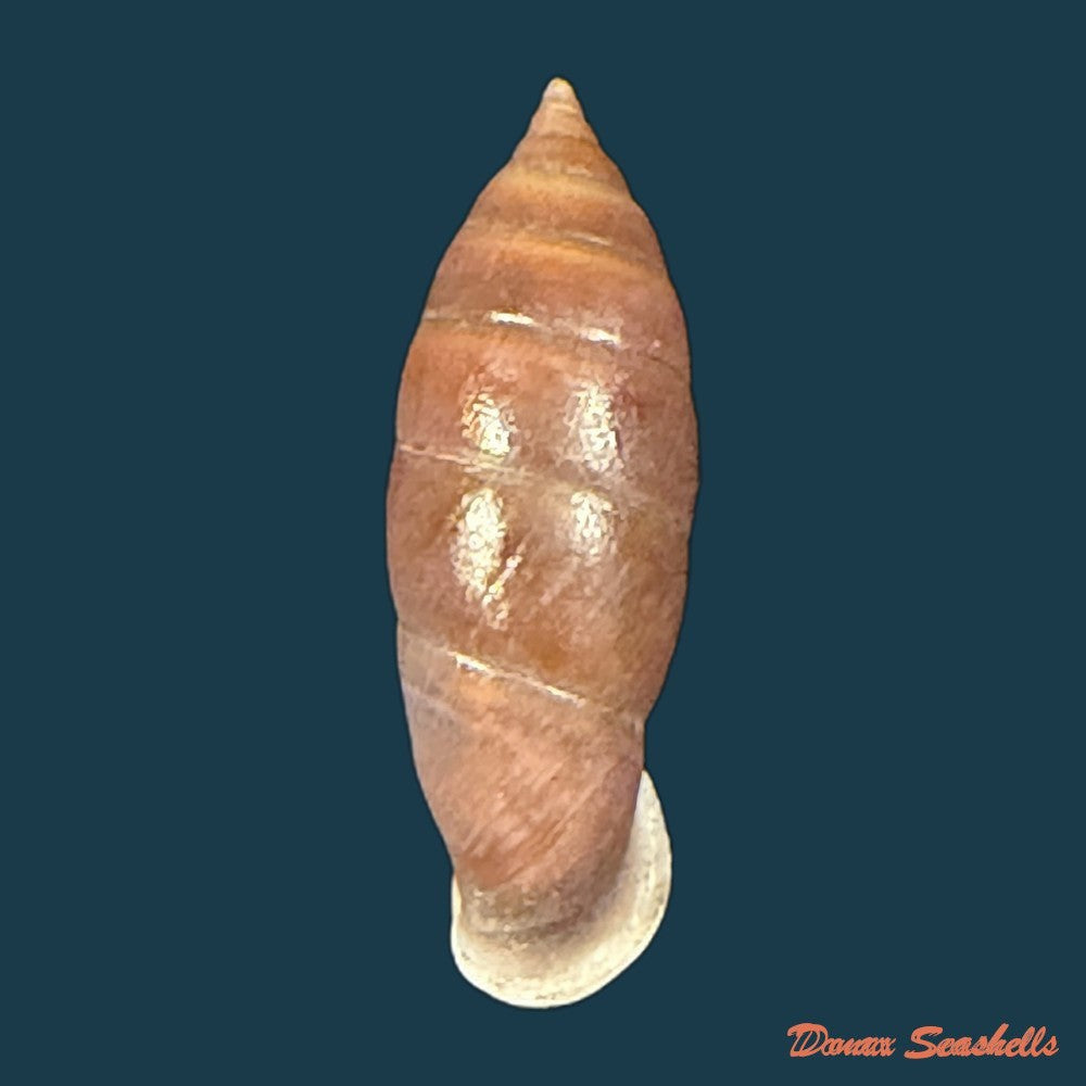 atractophaedusa-ookuboi-h-nordsieck-2005-27-8mm-copia-1