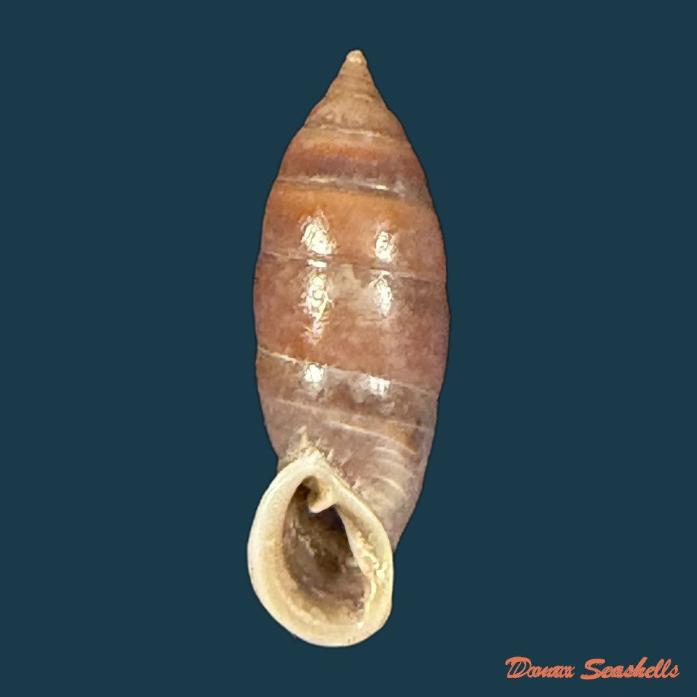 atractophaedusa-ookuboi-h-nordsieck-2005-27-8mm-copia-1