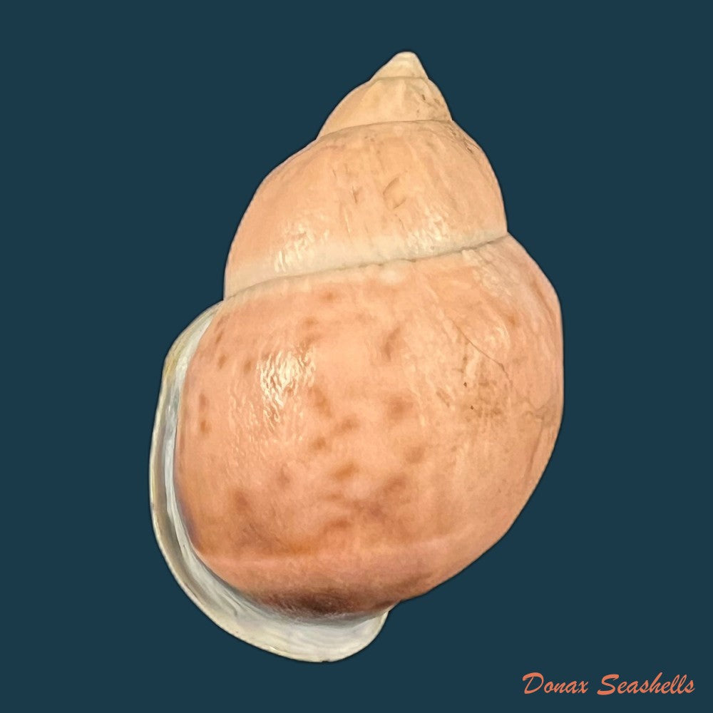 auris-inornata-simone-amaral-2021-33-6mm-copia