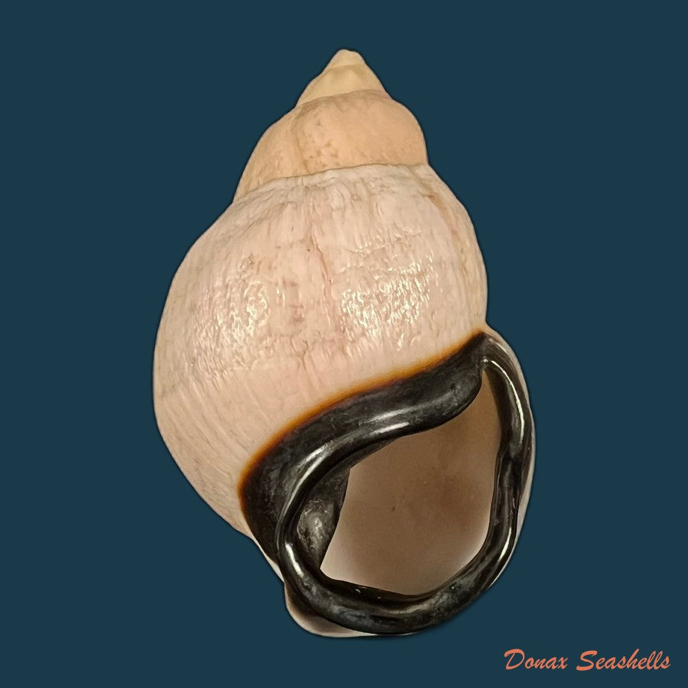 auris-inornata-simone-amaral-2021-34-5mm-copia