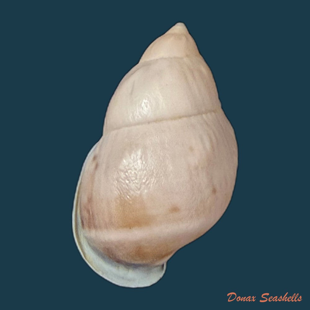 auris-inornata-simone-amaral-2021-36-9mm-copia