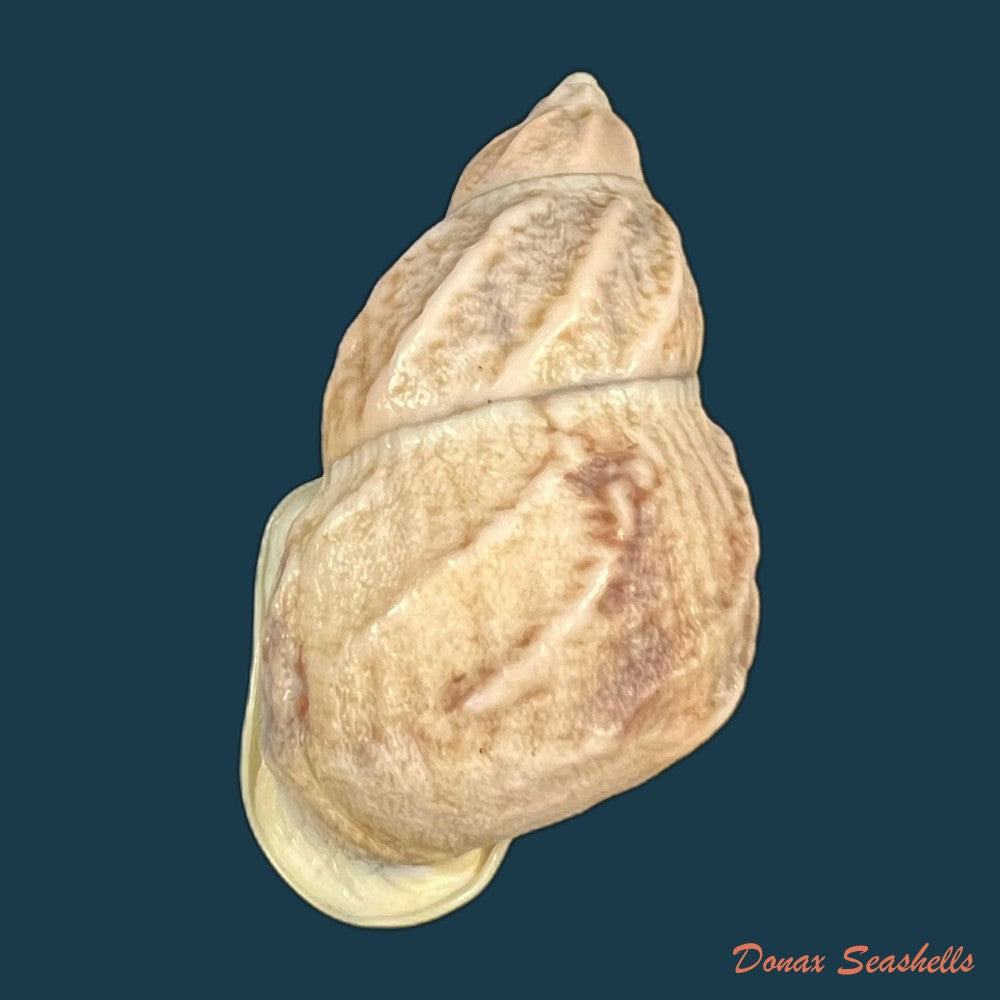 auris-melanostoma-moricand-1836-46-5mm-copia