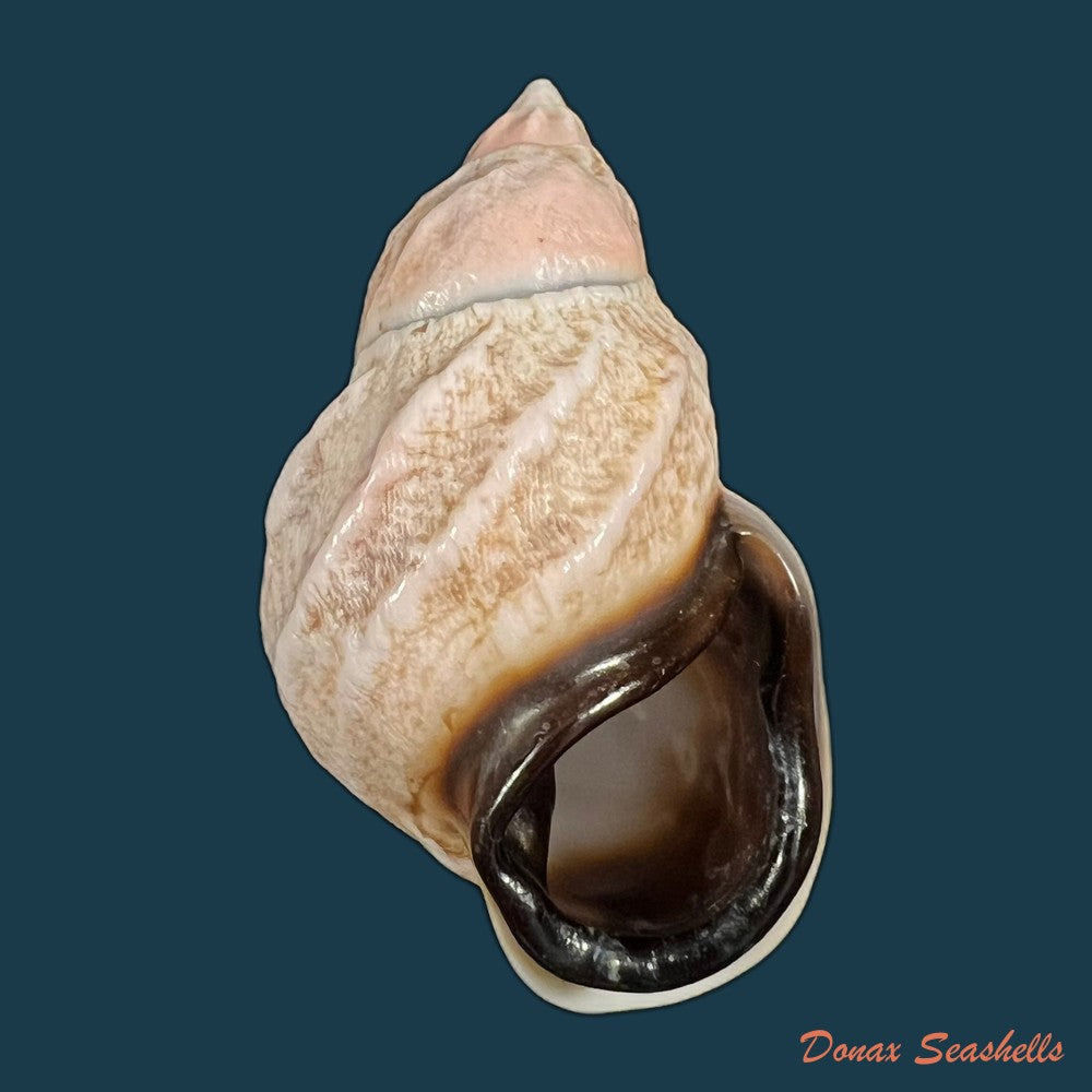 auris-melanostoma-moricand-1836-48-5mm-copia