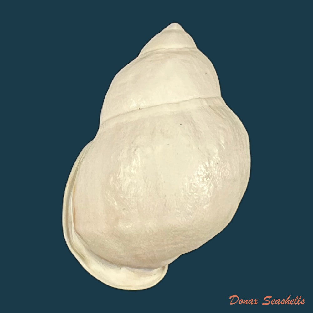 auris-nigrilabris-pilsbry-1896-35-1mm-copia