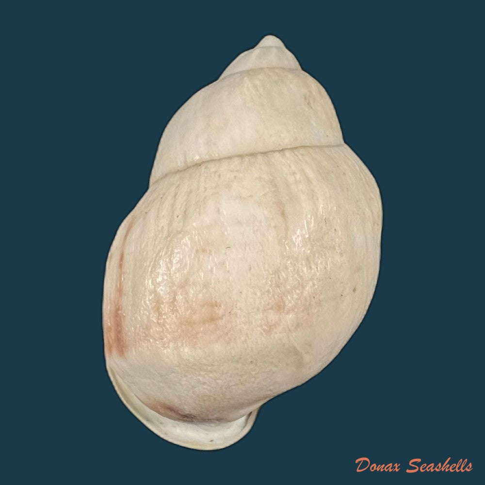 auris-nigrilabris-pilsbry-1896-37-2mm-copia