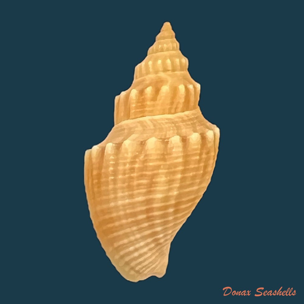 austrotoma-aguayoi-carcelles-1953-23mm-copia