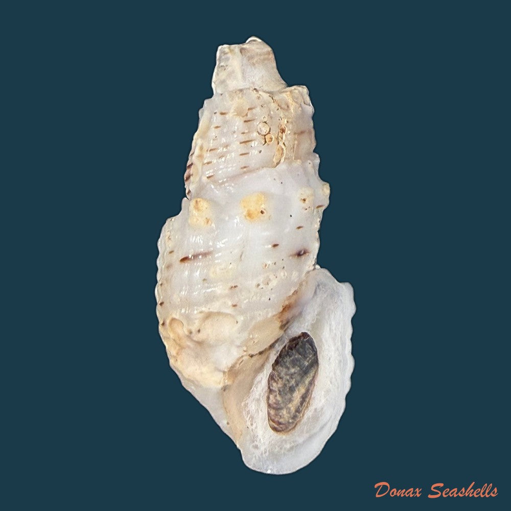 aylacostoma-tuberculata-wagner-1827-28-6mm-copia