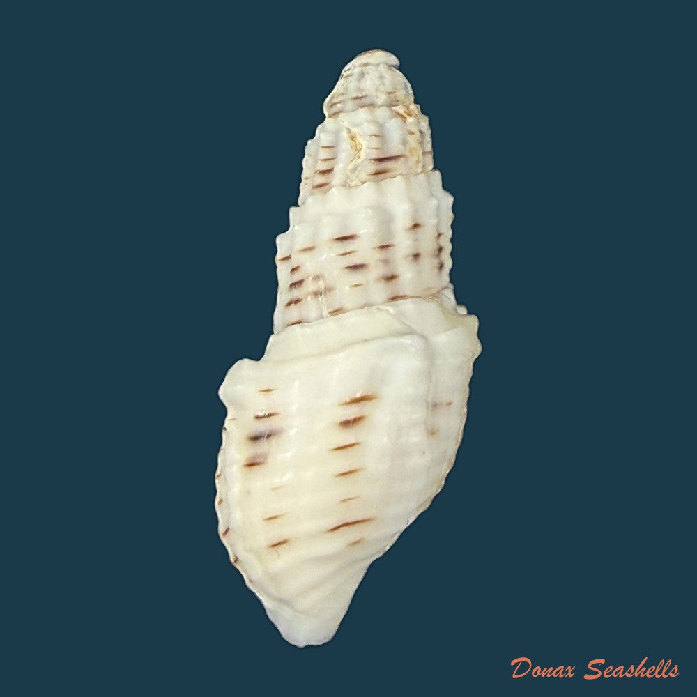 aylacostoma-tuberculata-wagner-1827-30-6mm-copia