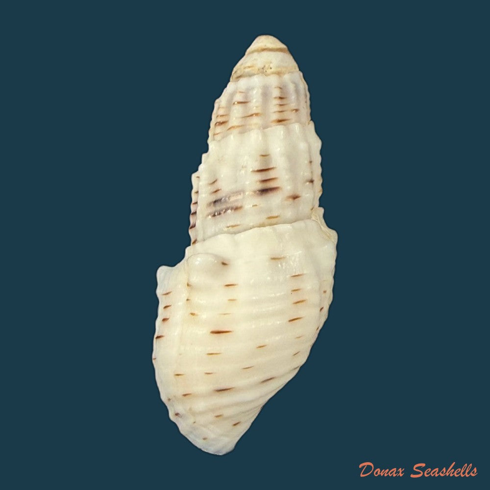 aylacostoma-tuberculata-wagner-1827-32-8mm-copia