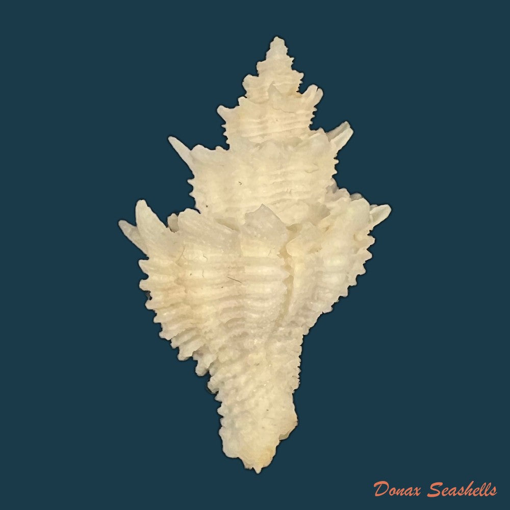 babelomurex-basilium-penna-neme-leme-1978-35-3mm-copia