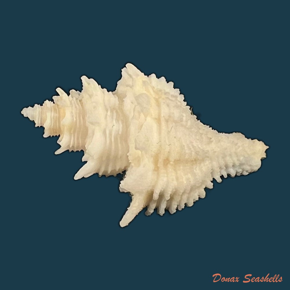 babelomurex-basilium-penna-neme-leme-1978-35-3mm-copia