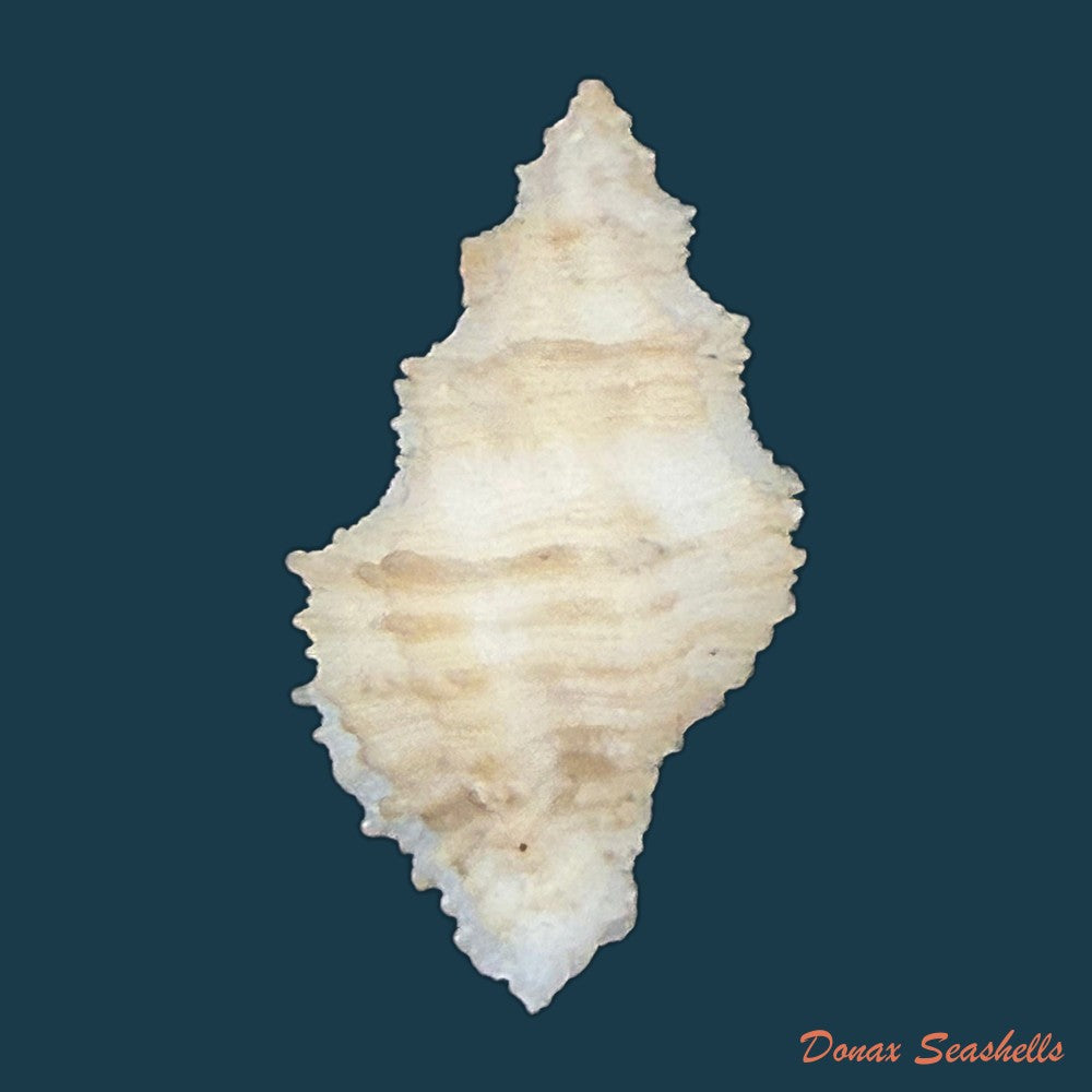 babelomurex-mansfieldi-t-l-mcginty-1940-21-3mm-copia
