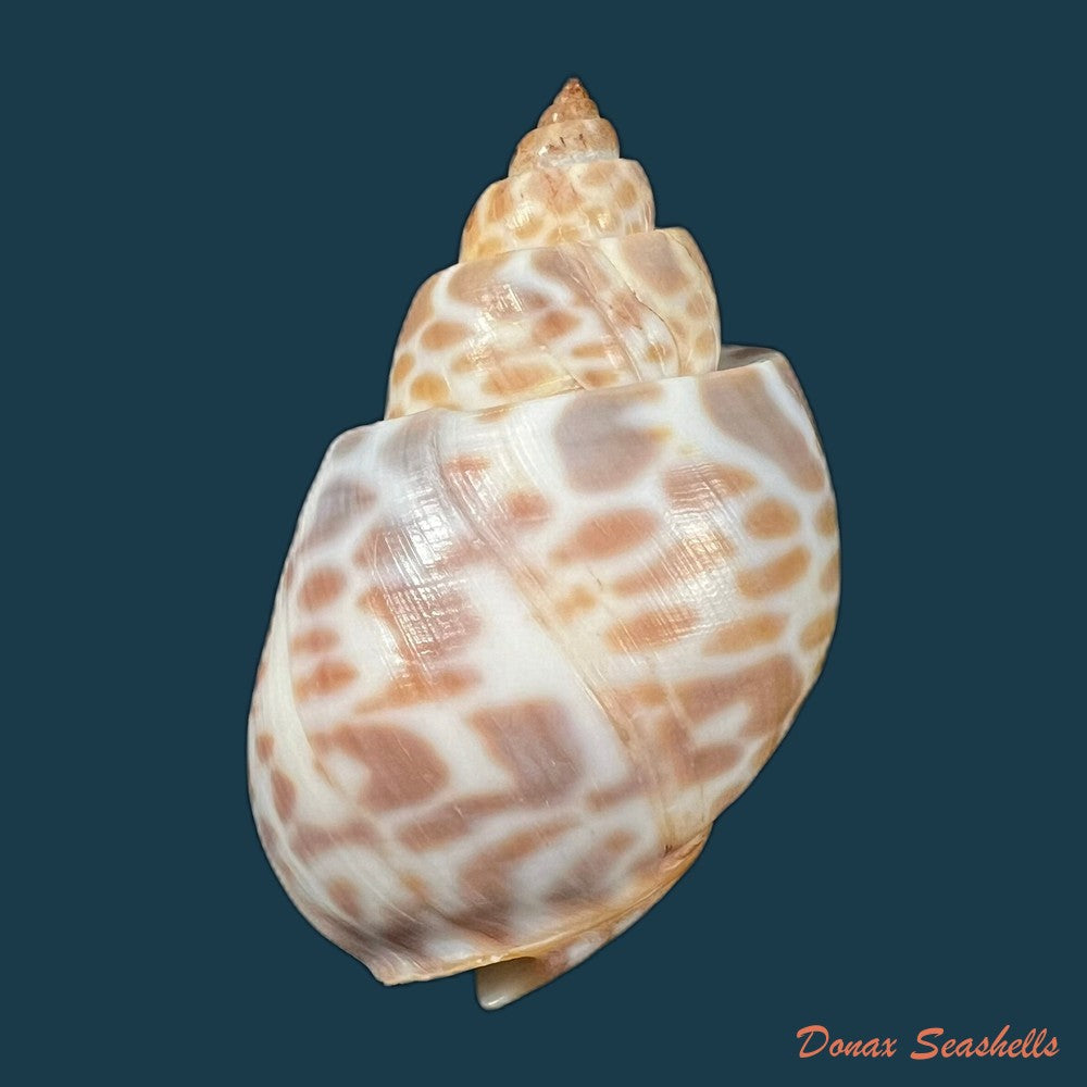 babylonia-spirata-linnaeus-1758-51-6mm-copia