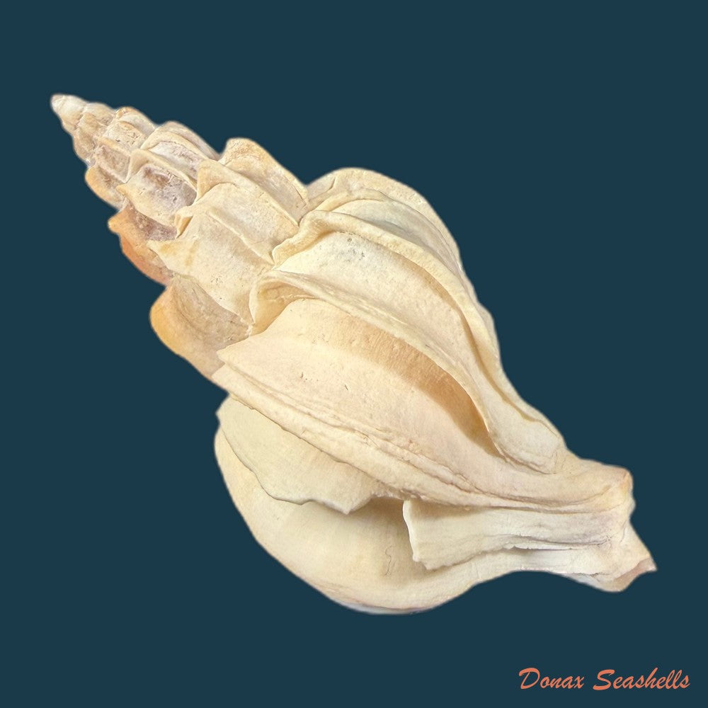 boreotrophon-aomoriensis-nomura-hatai-1940-17-4mm-copia