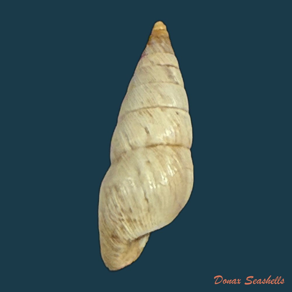 bostryx-umbilicatellus-pilsbry-1896-18-6mm-copia