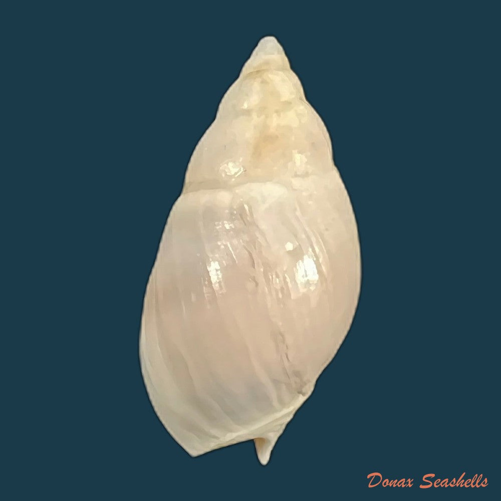 buccinastrum-duartei-klappenbach-1961-27-6mm-copia